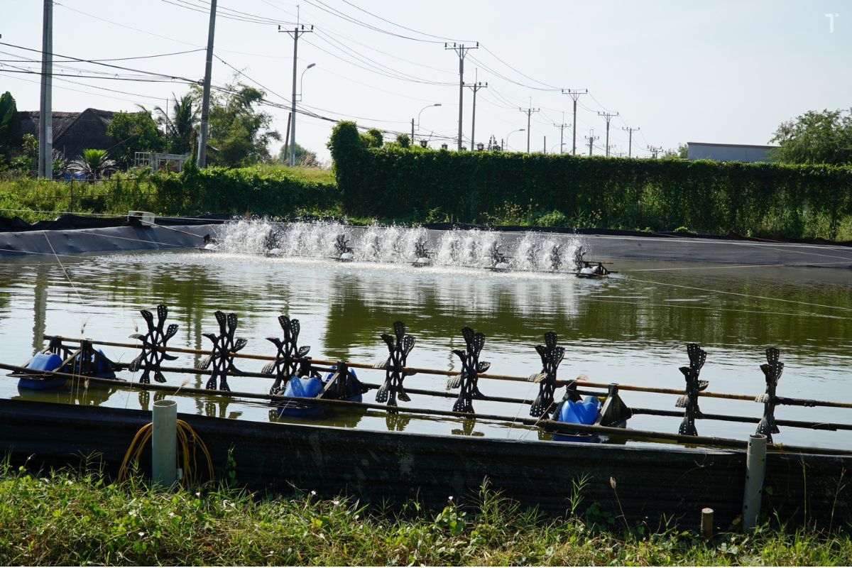 Mô hình nuôi tôm